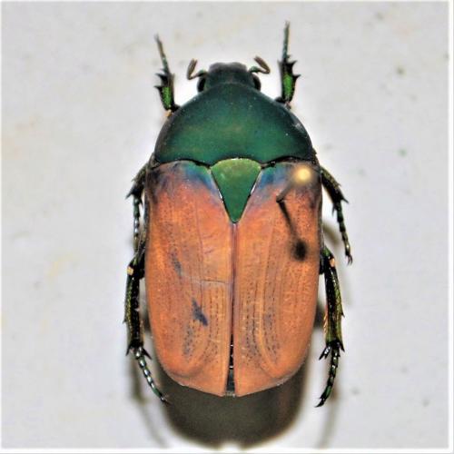Marmylida marginella